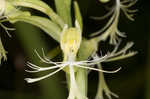 Green fringed orchid